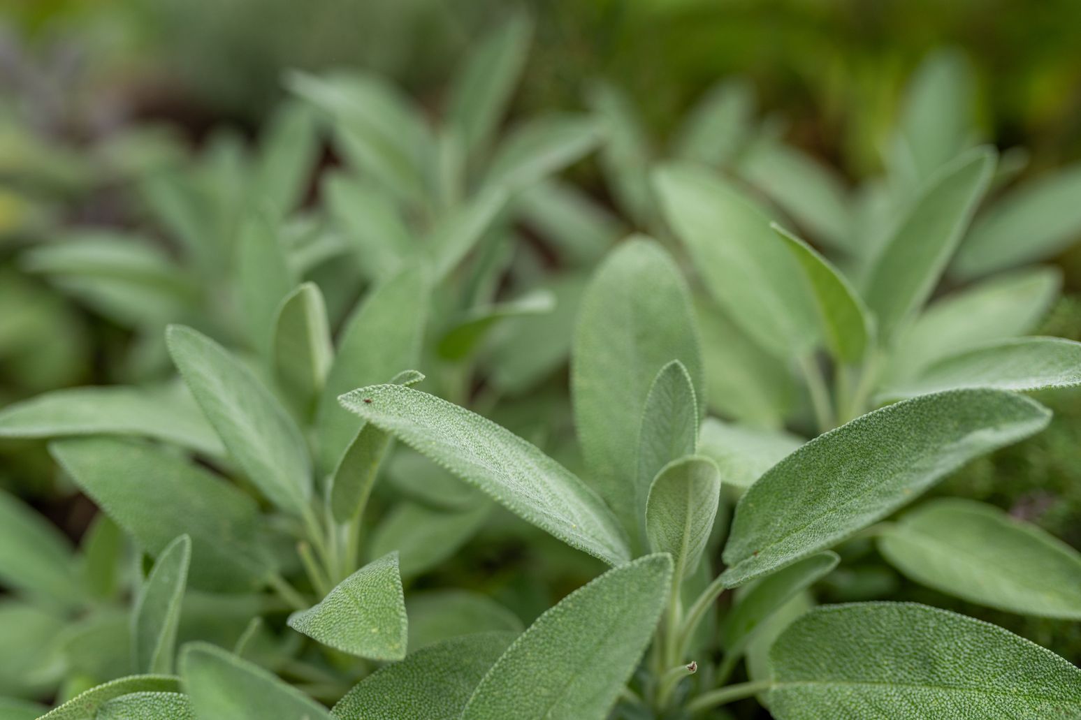 Frische Salbeiblätter in Nahaufnahme. Die samtigen, grünen Blätter sind dicht beieinander und zeigen ihre charakteristische Textur.