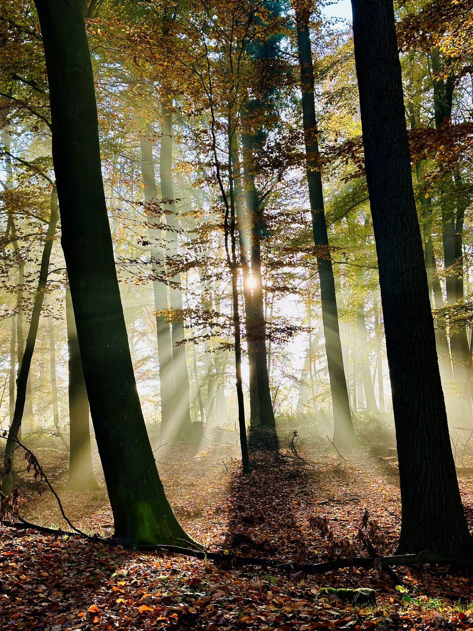 Sonnenstrahlen durchdringen die Bäume eines herbstlichen Waldes und erzeugen ein Spiel aus Licht und Schatten auf dem Laubboden.