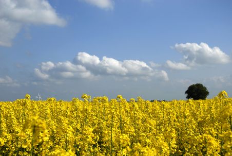 Ein weites Rapsfeld in voller Blüte unter einem klaren blauen Himmel mit weißen Wolken. Ein einzelner Baum steht am Horizont.