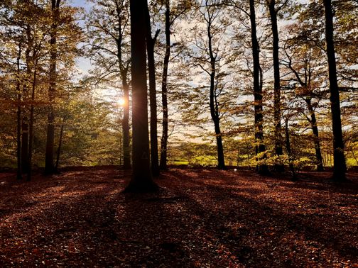 Sonnenstrahlen durchdringen die Bäume im Voßlocher Wald. Der Boden ist mit Herbstlaub bedeckt, und die Bäume werfen lange Schatten.