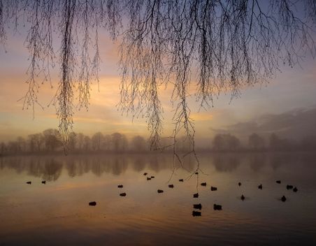 Ein nebliger Morgen am See mit Enten im Wasser und überhängenden Zweigen. Der Himmel zeigt sanfte Pastellfarben, während Bäume am Horizont sichtbar sind.