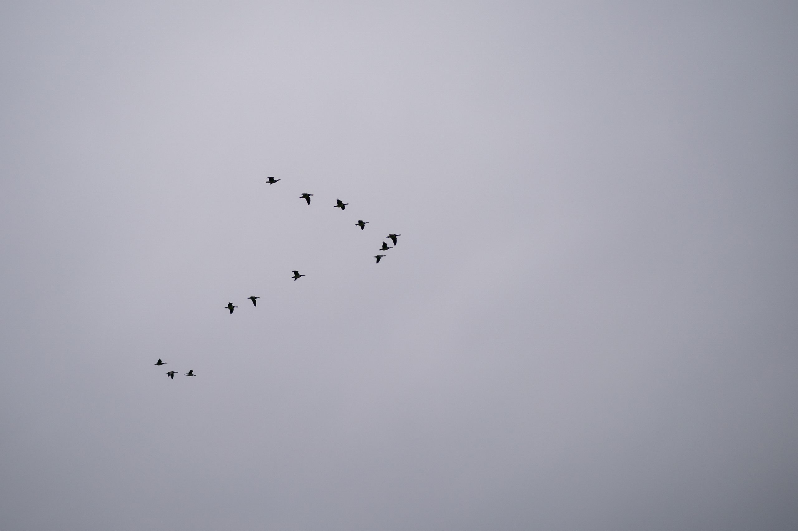 Vogelschar am grauen Himmel.