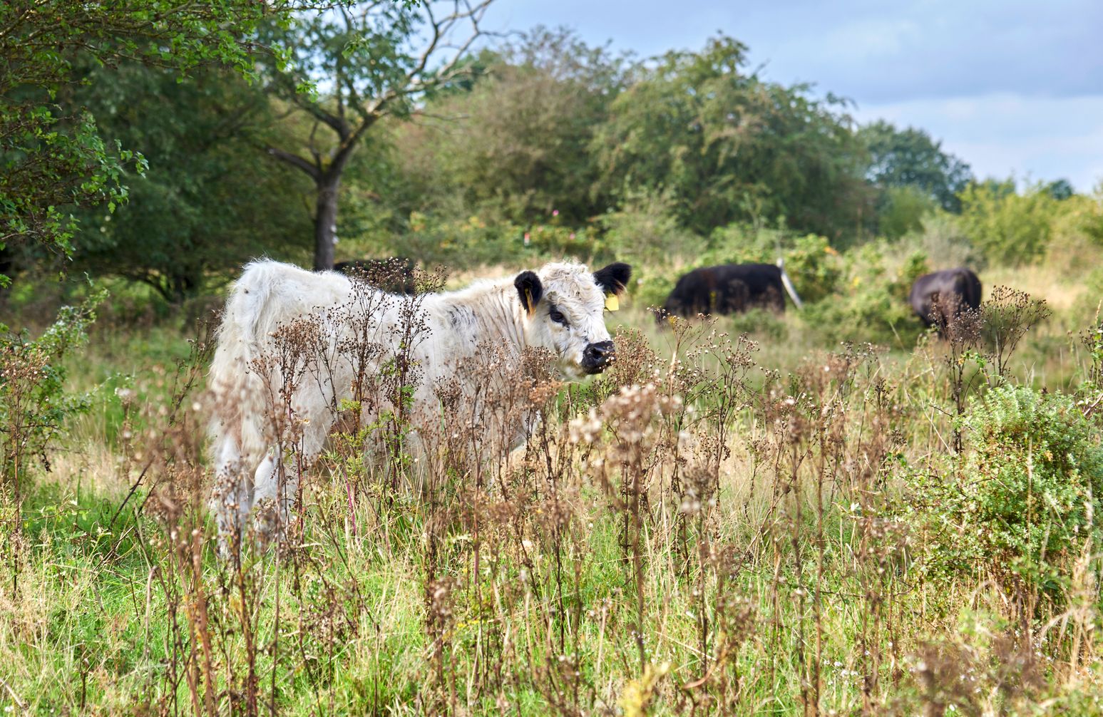 Tiere auf einer Fläche der Bunde Wischen