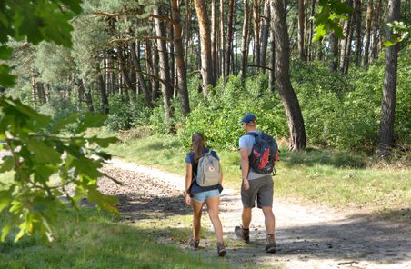 Zwei Wanderer mit Rucksäcken gehen auf einem sonnigen Waldweg durch einen Kiefernwald.