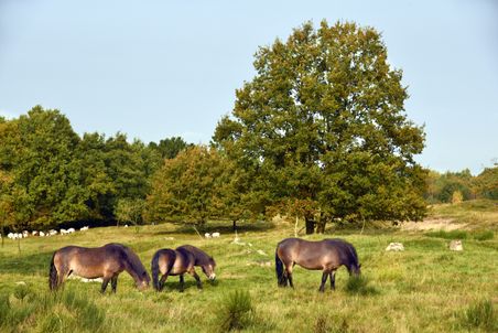Pferde grasen friedlich auf einer grünen Wiese in der Nordoer Heide. Im Hintergrund sind Bäume und eine Herde Schafe zu sehen.