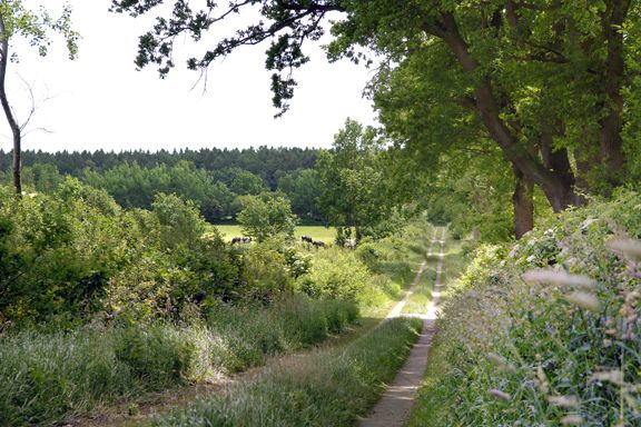 Ochsenwge in Schleswig-Holstein