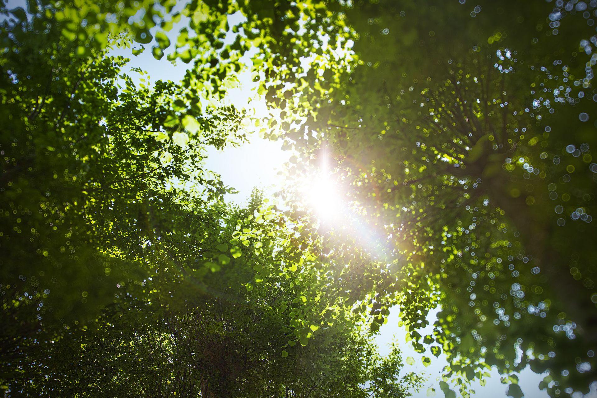Sonnenstrahlen brechen durch das dichte Blätterdach und erzeugen ein magisches Lichtspiel.