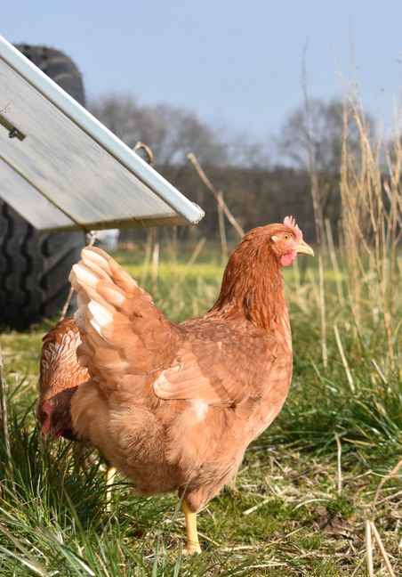 Ein braunes Huhn steht auf einer grünen Wiese neben einem Metallgestell. Im Hintergrund sind Bäume und ein blauer Himmel zu sehen.