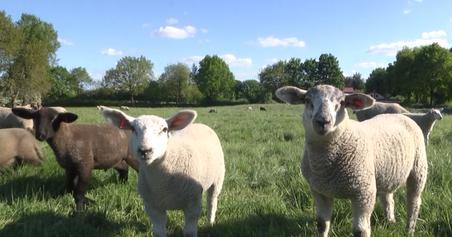 Eine Gruppe von Schafen steht auf einer grünen Wiese unter einem klaren blauen Himmel. Im Hintergrund sind Bäume zu sehen.