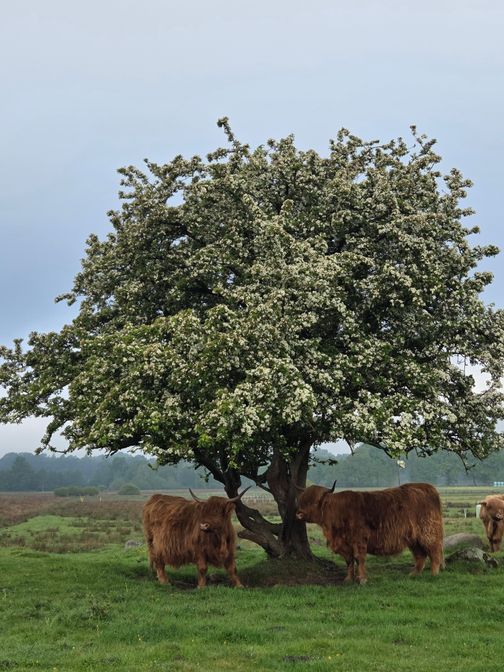 Blühender Weißdornbaum auf einer Wiese in Holstein, darunter drei Highland-Rinder.