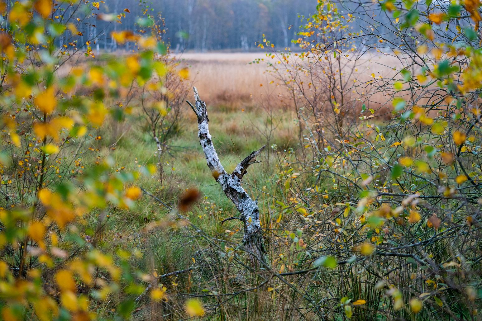 Blick ins Moor