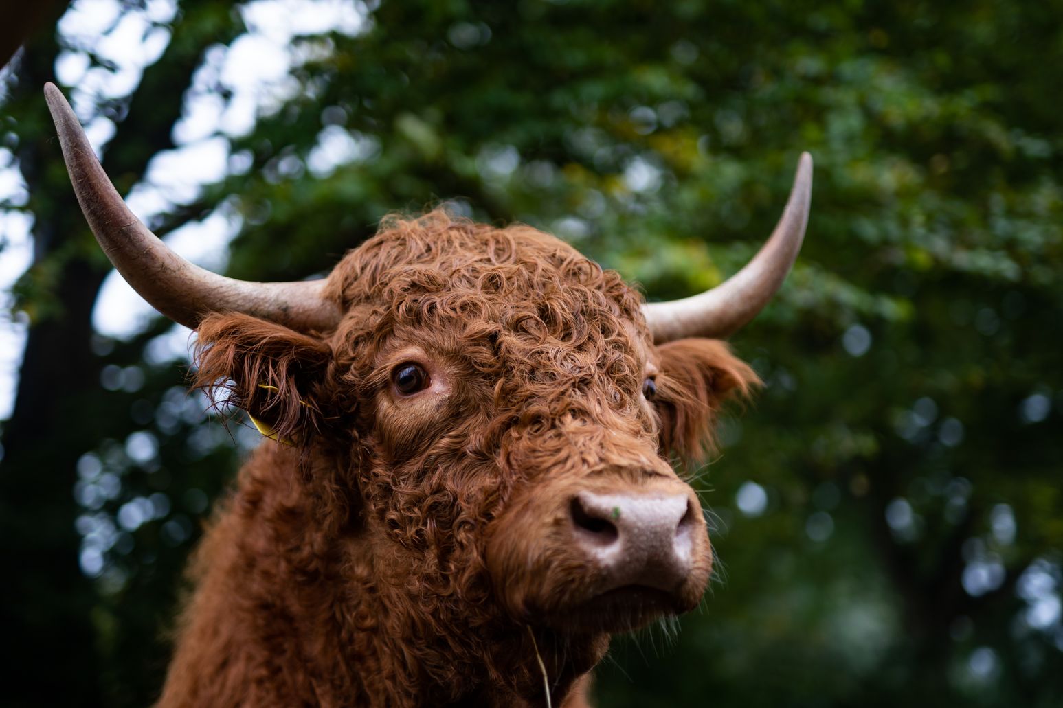 Rinderhaltung in der Umgebung von Padenstedt