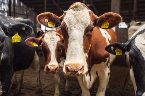 Nahaufnahme von mehreren Kühen im Stall auf dem Hof Neuhörn, die direkt in die Kamera schauen.