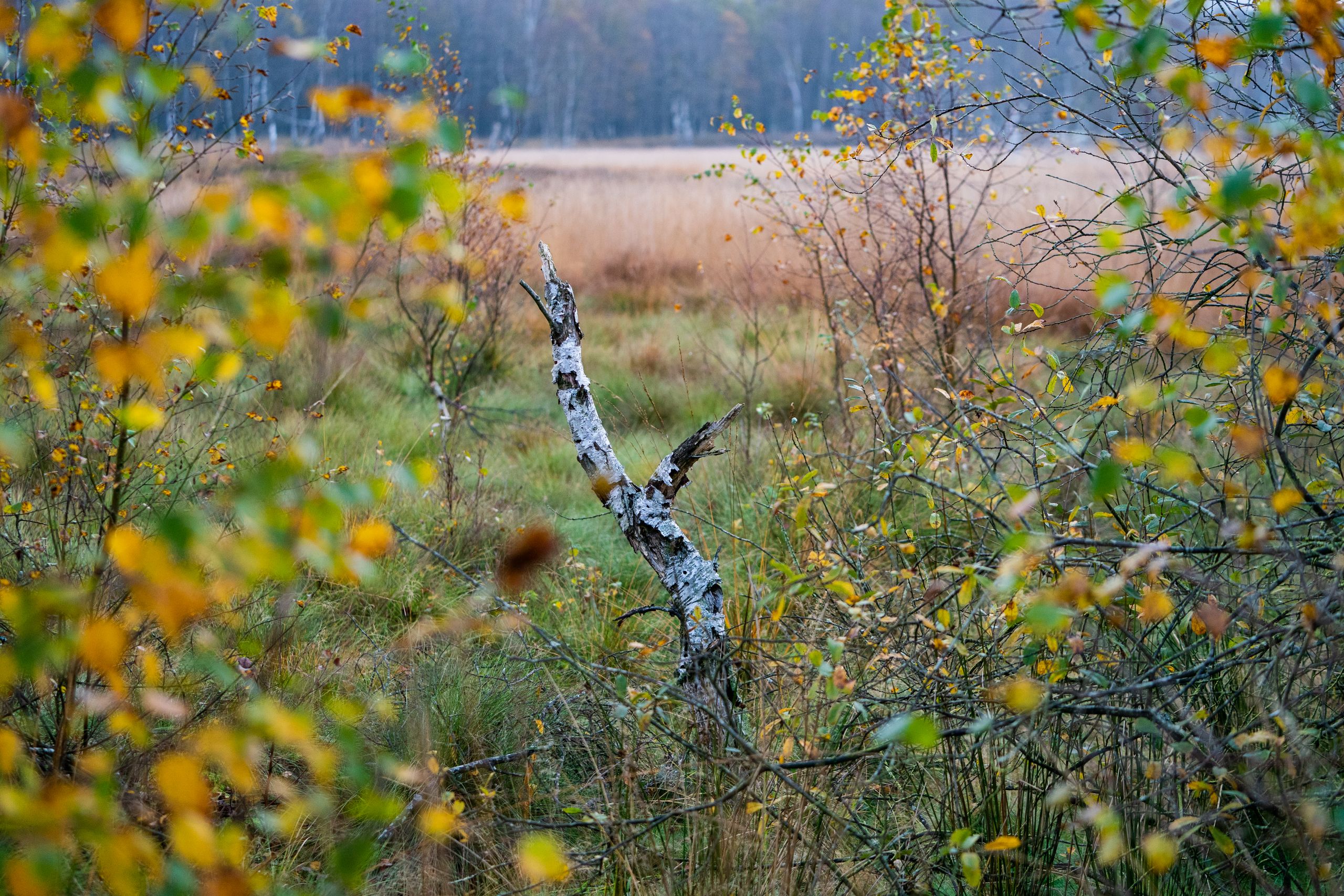 Blick ins Moor