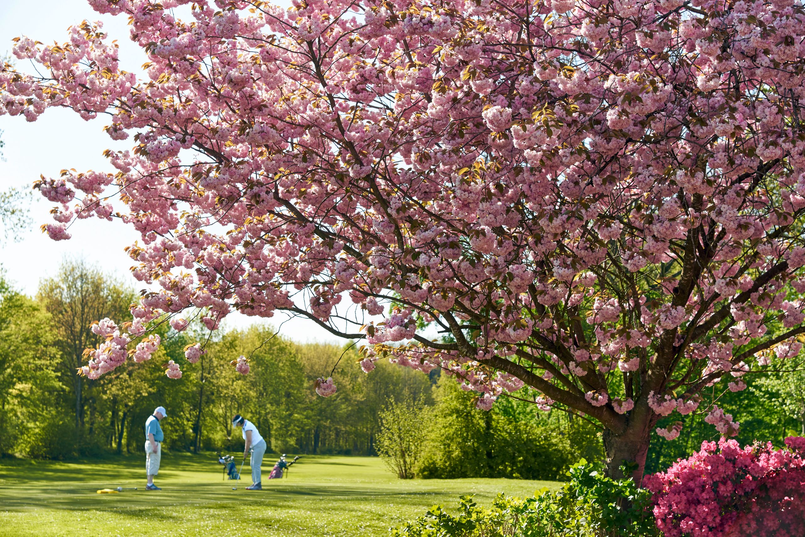 Zwei Golfer auf einem Grün unter einem blühenden Kirschbaum im Park, im Hintergrund weitere Bäume.