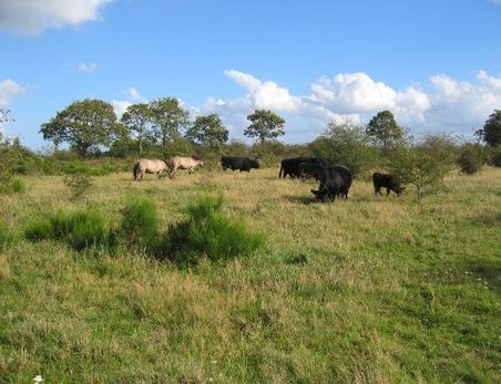 Gallowayrinder auf der Weide