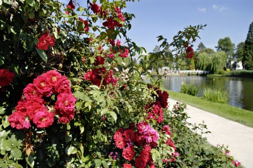 Rote Rosen im Holstein Rosarium am Teich, mit Weg, Brücke und grüner Parklandschaft im Hintergrund.