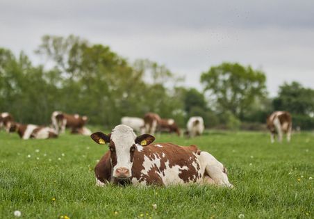 Bei Hof Fuhlreit haben die Kühe viel Zeit auf der Weide