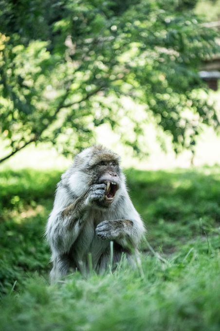 Ein Affe sitzt im Gras und isst etwas, umgeben von grüner Vegetation im Tierpark Neumünster.