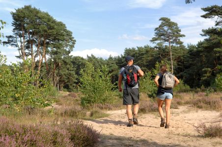 Zwei Wanderer mit Rucksäcken gehen auf einem sandigen Pfad durch einen Kiefernwald.