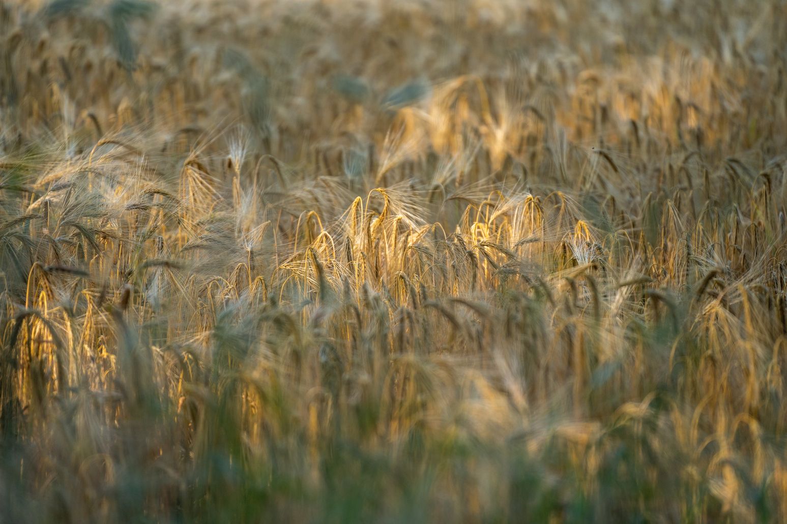 Ein goldgelbes Getreidefeld wird von warmem Sonnenlicht beleuchtet, das die Ähren zum Leuchten bringt und eine friedliche Atmosphäre schafft.