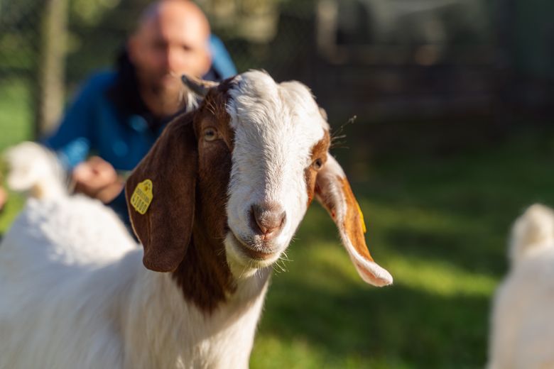 Eine Ziege mit braun-weißem Fell auf der Weide guckt in die Kamera.