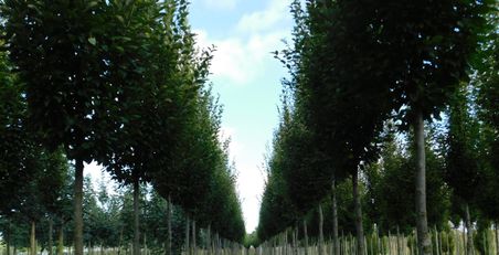 Jungbaumquartier im Zuschnitt: geschnittene Bäume in einer symmetrischen Baumschule unter blauem Himmel.