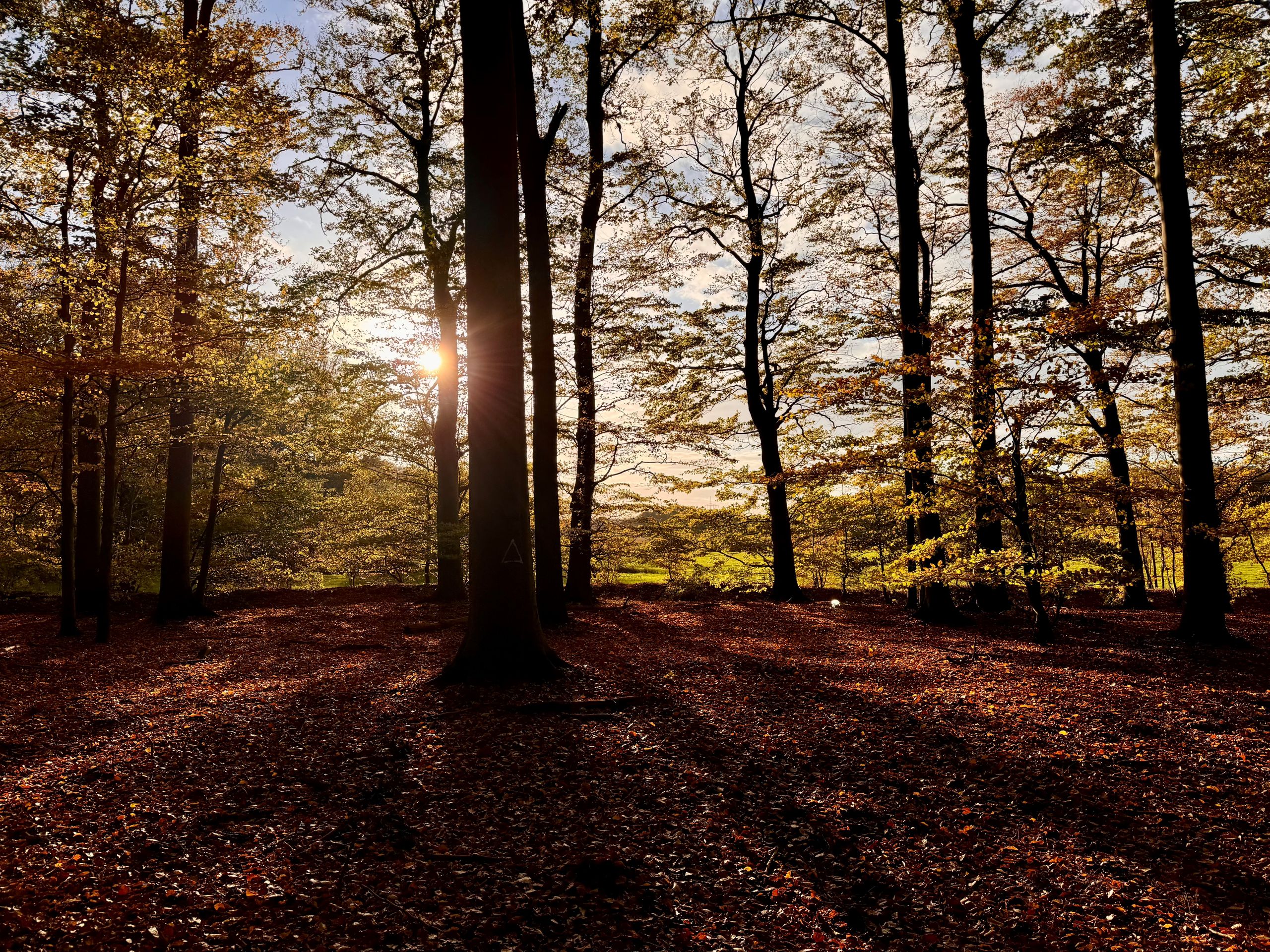 Sonnenstrahlen durchdringen die Bäume im Voßlocher Wald. Der Boden ist mit Herbstlaub bedeckt, und die Bäume werfen lange Schatten.