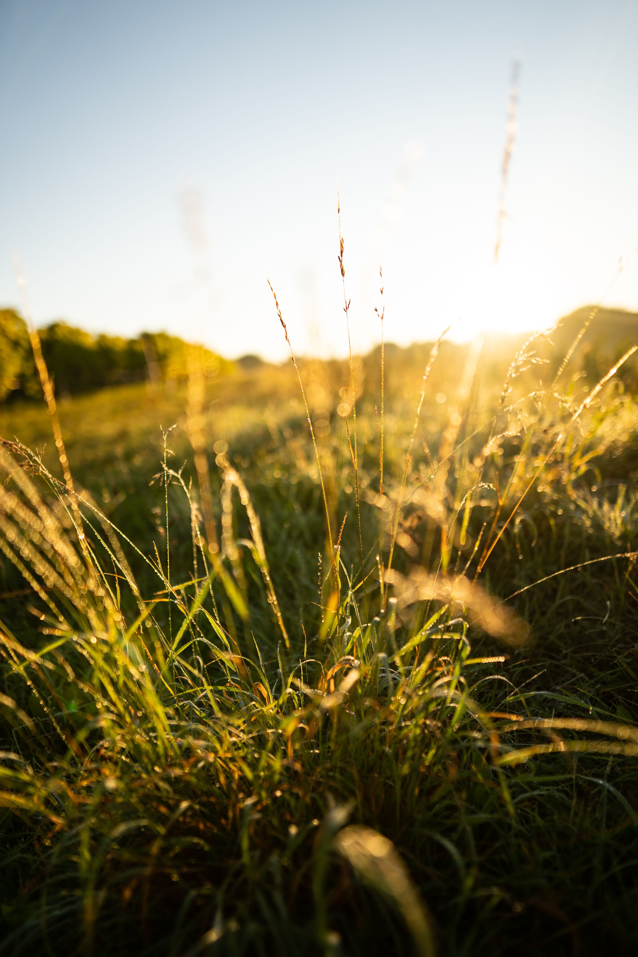 Sommerwiese