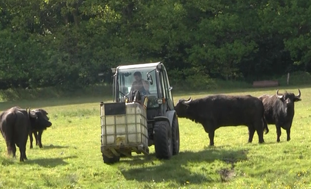 Ein Traktor steht auf einer grünen Wiese, umgeben von mehreren Wasserbüffeln. Im Hintergrund sind Bäume zu sehen.