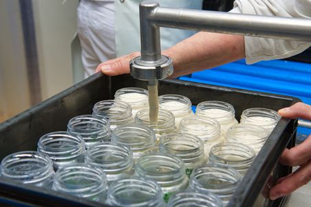 Selbstgemachter Joghurt wird in Gläser abgefüllt