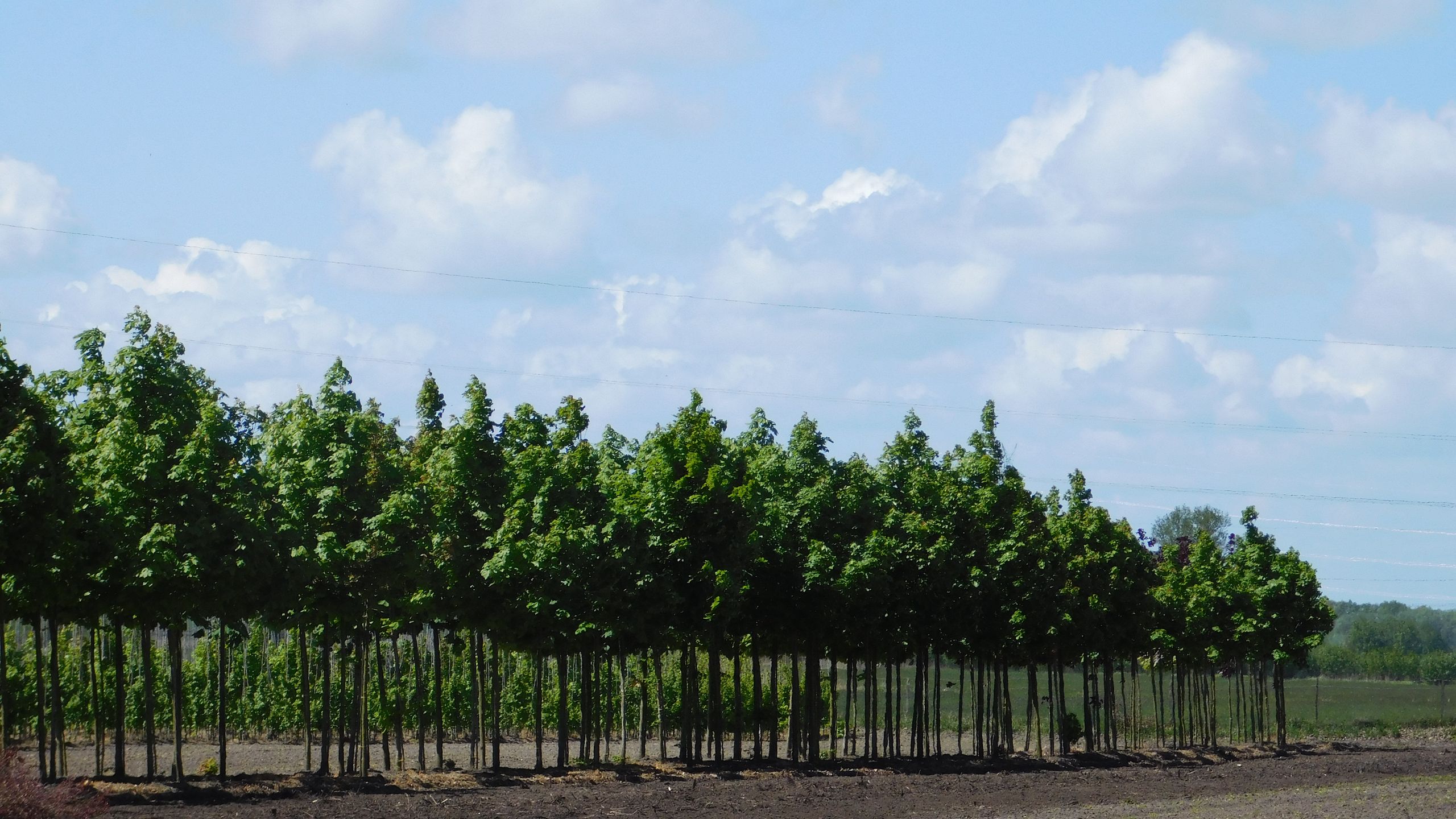 Quartier mit Marschblick: Eine lange Reihe junger Bäume steht auf offenem Feld unter blauem Himmel.