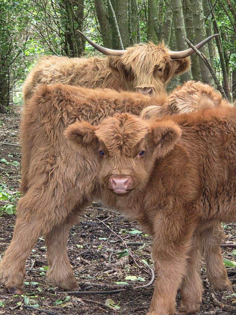 Kuh und Kalb: Zottelige Highland-Kuh mit Kalb im Wald auf einem Waldweg.