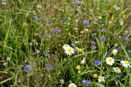 Eine blühende Wiese mit Gänseblümchen und blauen Kornblumen, umgeben von grünem Gras.