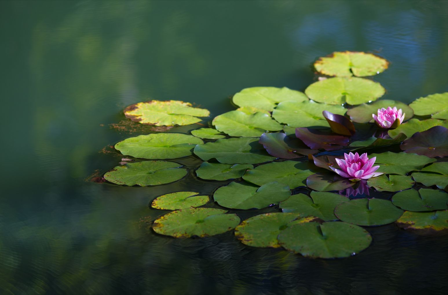 Seerosen schwimmen auf dem Teich