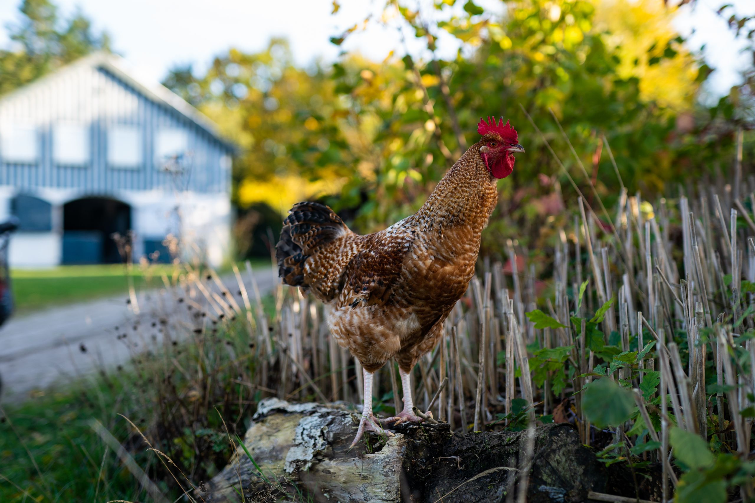 Tiere auf Schleswig-Holstein Höfen