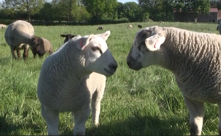 Zwei Schafe stehen sich auf einer grünen Wiese gegenüber, während andere Schafe im Hintergrund grasen.