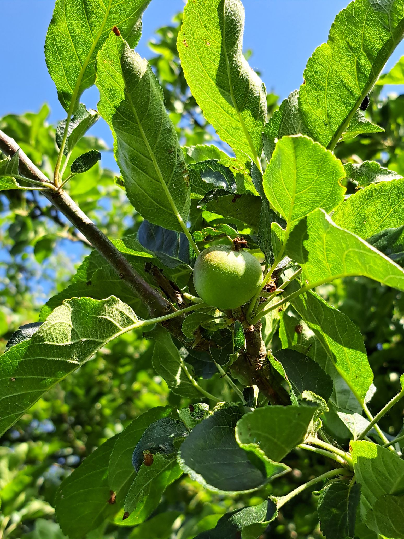 Äpfel aus der Haseldorfer Marsch
