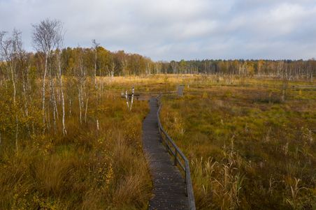 Ein Holzsteg schlängelt sich durch das Dosenmoor, umgeben von Birken und herbstlicher Vegetation unter einem bewölkten Himmel.
