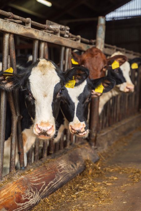 Mehrere Kühe schauen neugierig durch ein Gitter in einem Stall. Sie tragen gelbe Ohrmarken und stehen in einer Reihe.