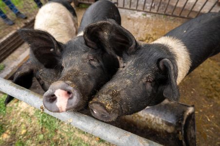 Drei Schweine mit schwarzen Köpfen und weißen Körpern schauen neugierig über eine Metallstange in ihrem Gehege.