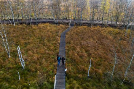 Zwei Personen spazieren auf einem Holzsteg durch das herbstliche Dosenmoor, umgeben von Birken und Grasflächen.