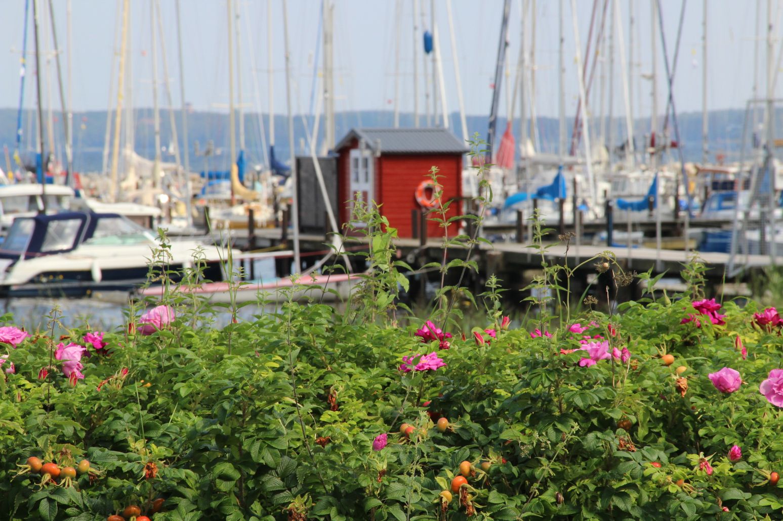 Segelhafen Harrislee