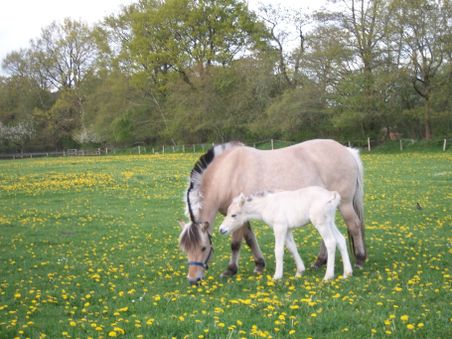 Pferde auf der Wiese: Ein helles Pferd mit Fohlen grast zwischen gelben Blumen auf einer grünen Weide.