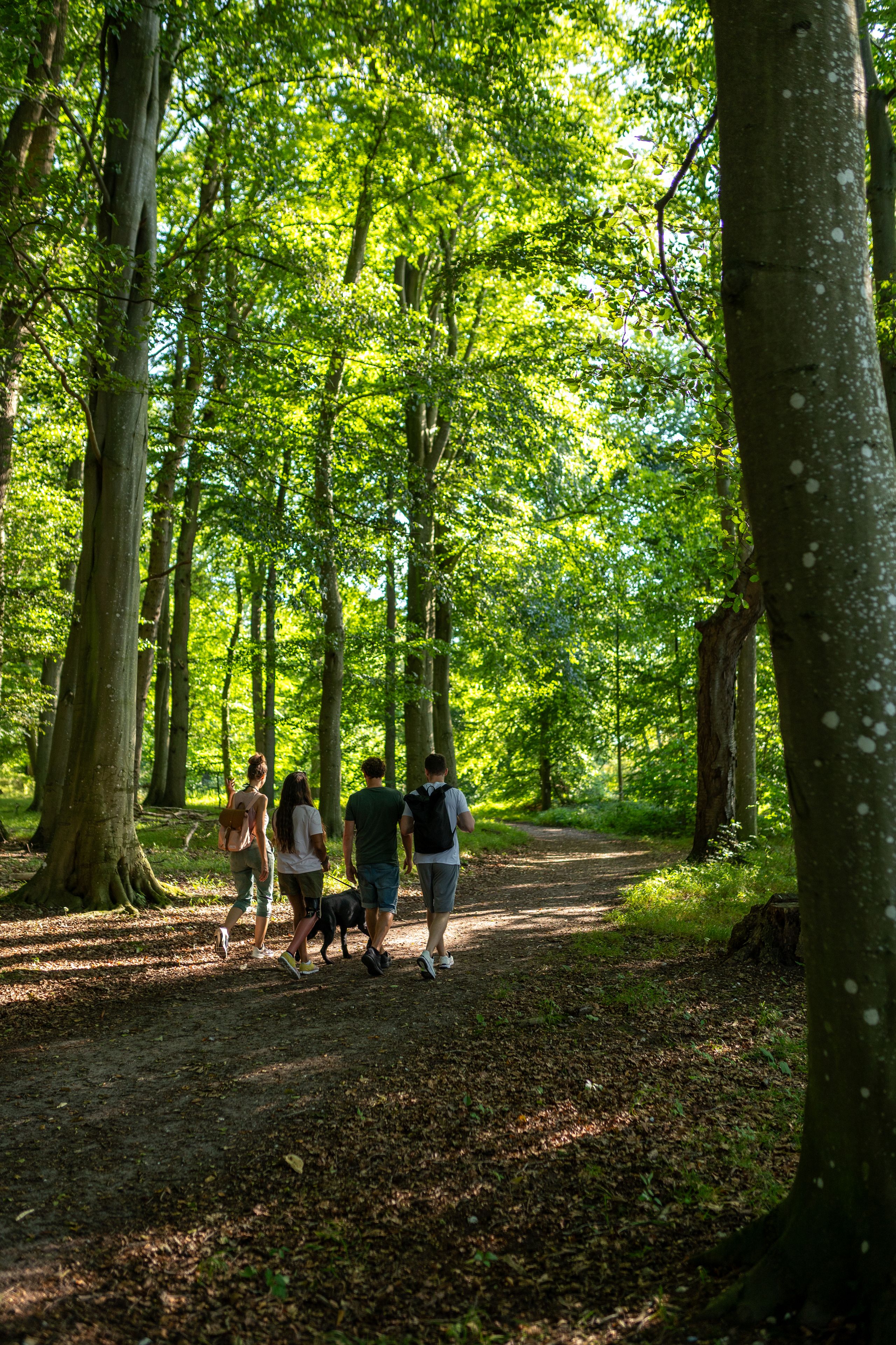 Spaziergang im Wald