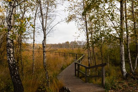 Ein Holzweg schlängelt sich durch das Dosenmoor, flankiert von Birken und herbstlichen Pflanzen. Der Himmel ist bewölkt.