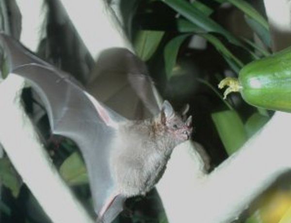 Brillenblattnase im Noctalis Fledermaus-Zentrum