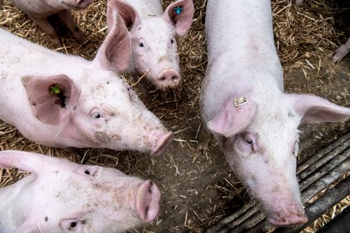 Schweinehaltung auf dem Hof Thun