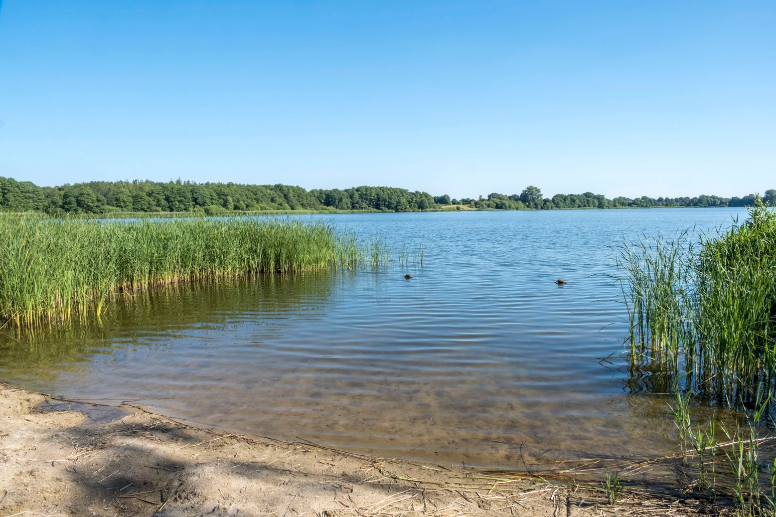 Klares Wasser am Ufer des Borgdorfer Sees, umgeben von Schilf und Bäumen unter einem strahlend blauen Himmel.