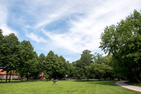 Grüner Stadtpark mit Bäumen und geschwungenem Weg unter blauem Himmel. Ein ruhiger Ort für Spaziergänge und Erholung.